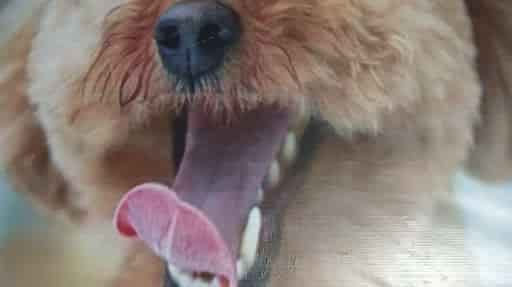 pet shop in indirapuram