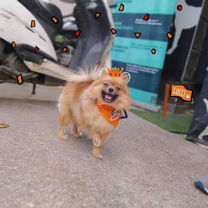 pet shop in indirapuram