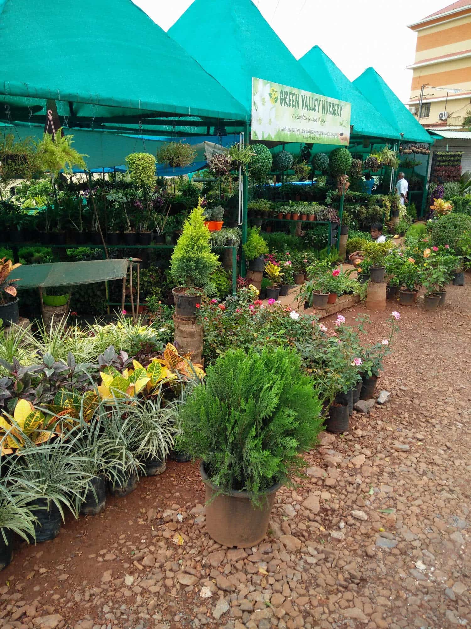 Green Valley Nursery Salcette Plant Nurseries In Goa Justdial