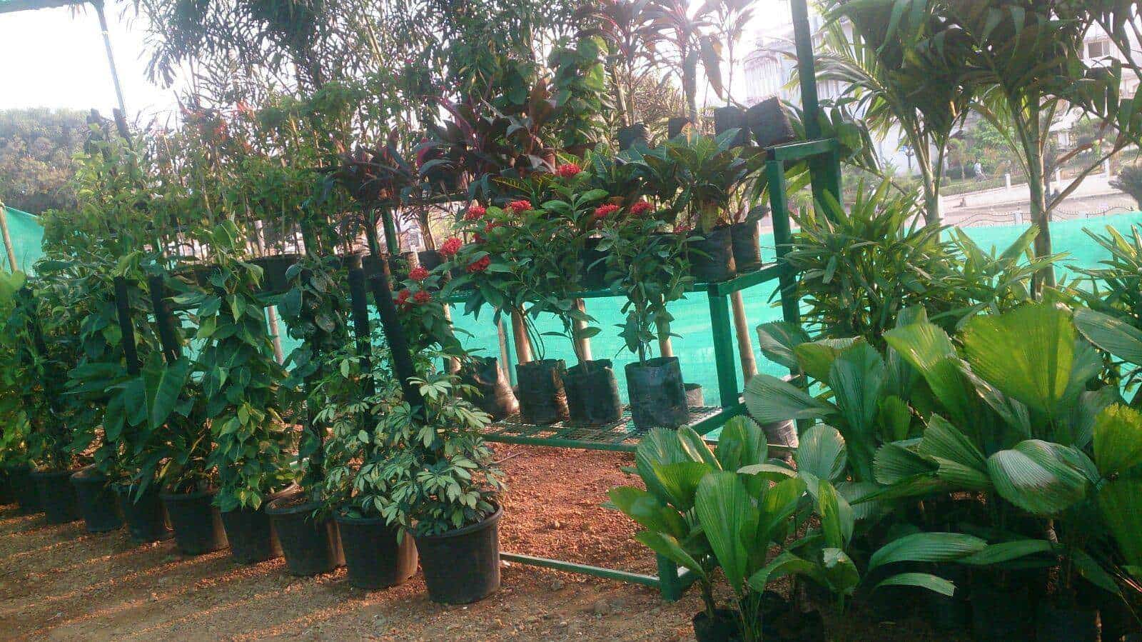 Green Valley Nursery Photos Salcette Goa Pictures Images Plants Green Valley Nursery Photos Salcette Goa Plant Nurseries
