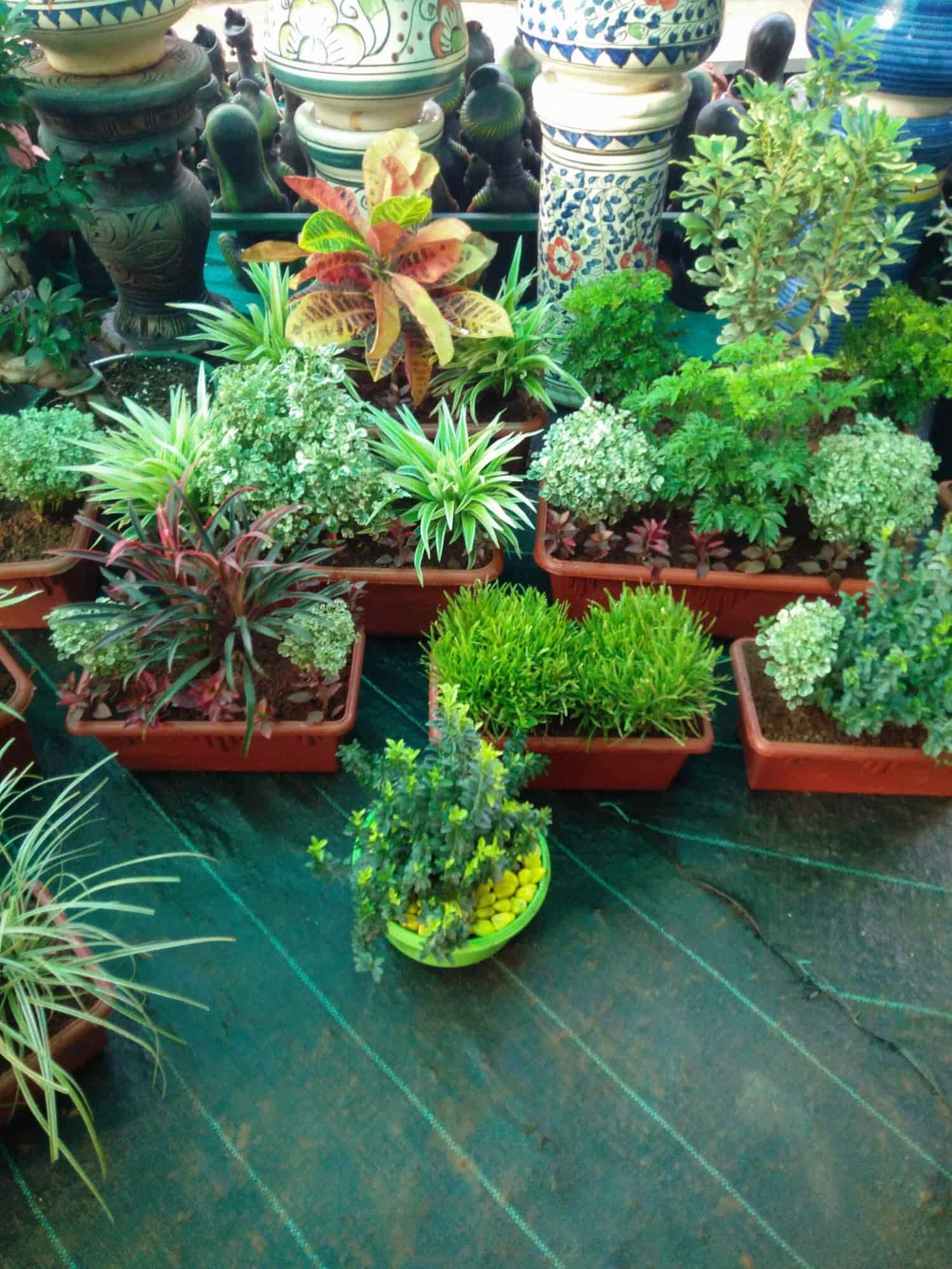 Green Valley Nursery Salcette Plant Nurseries In Goa Justdial