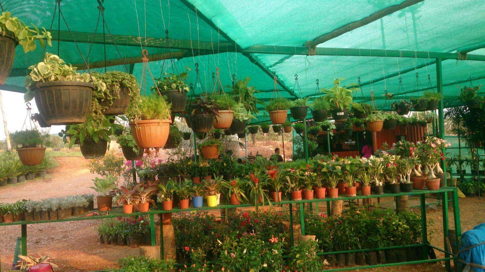 Green Valley Nursery Photos Salcette Goa Pictures Images Plants Green Valley Nursery Photos Salcette Goa Plant Nurseries