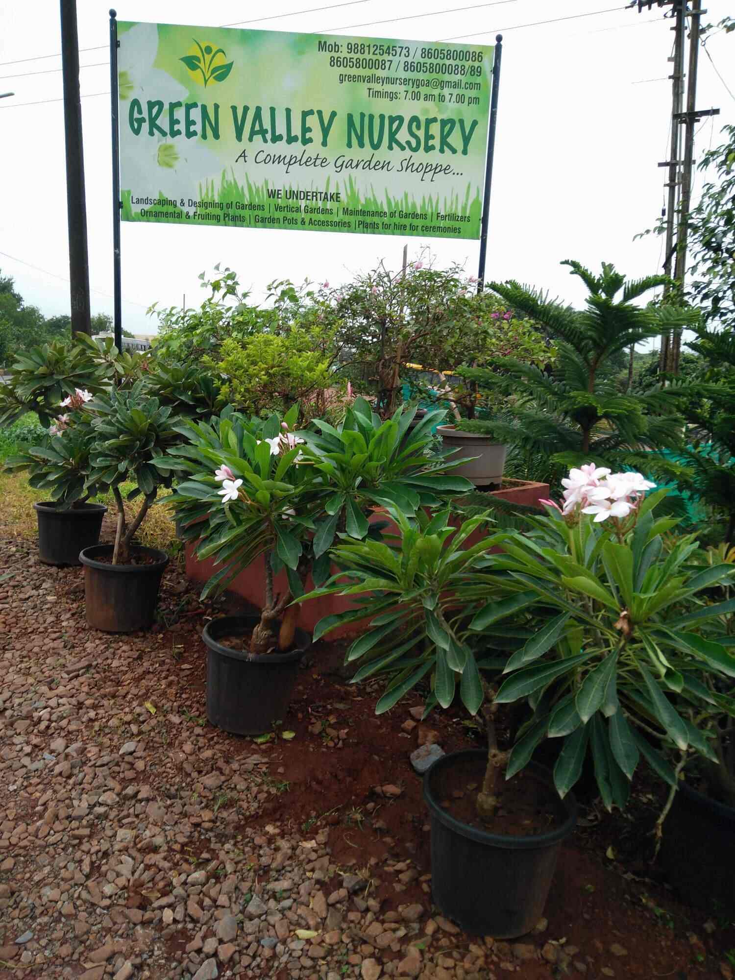 Green Valley Nursery Salcette Plant Nurseries In Goa Justdial