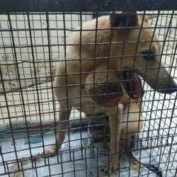 Wvs Hicks Itc Bardez Animal Rescue Services In Goa Justdial