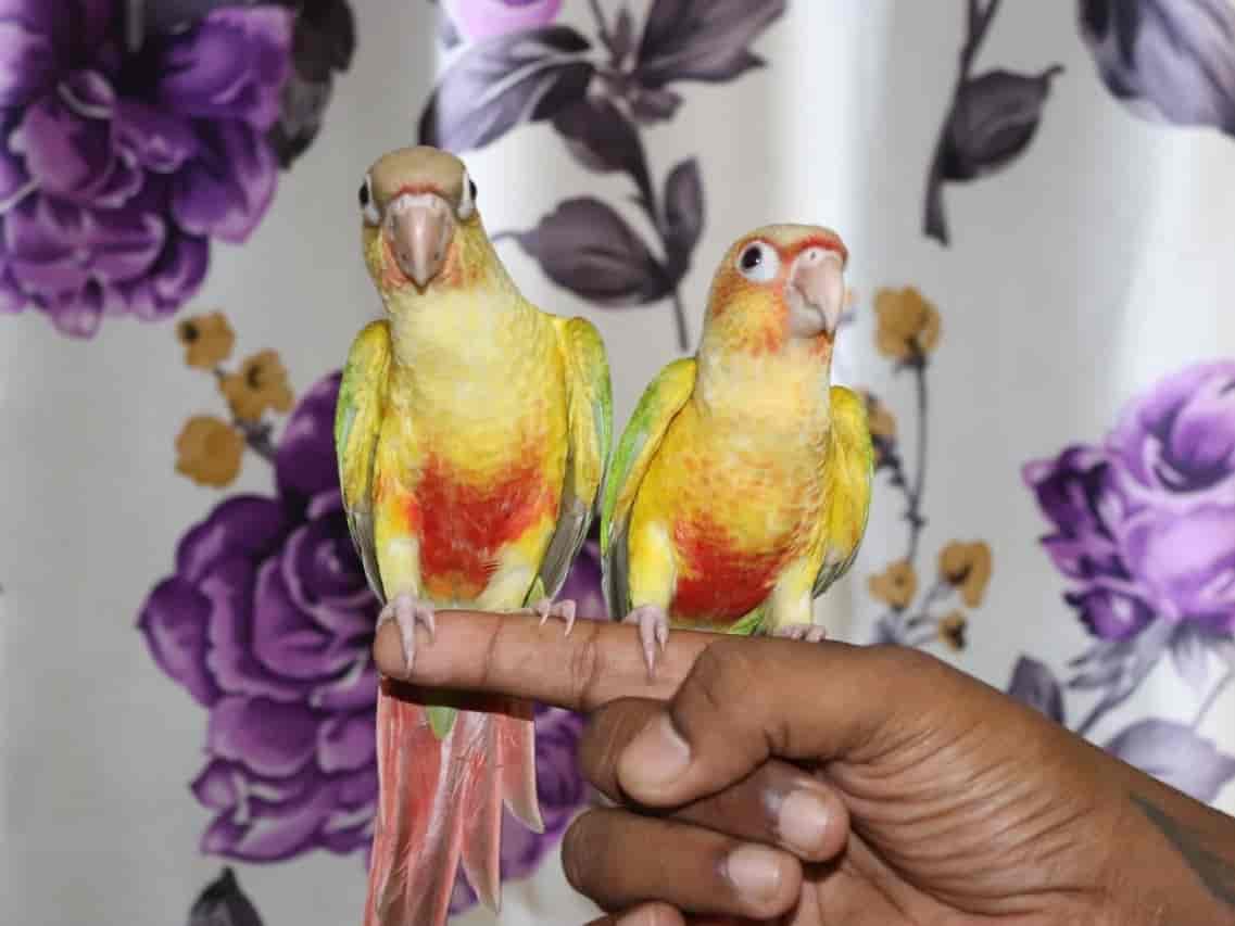 buy pet birds online