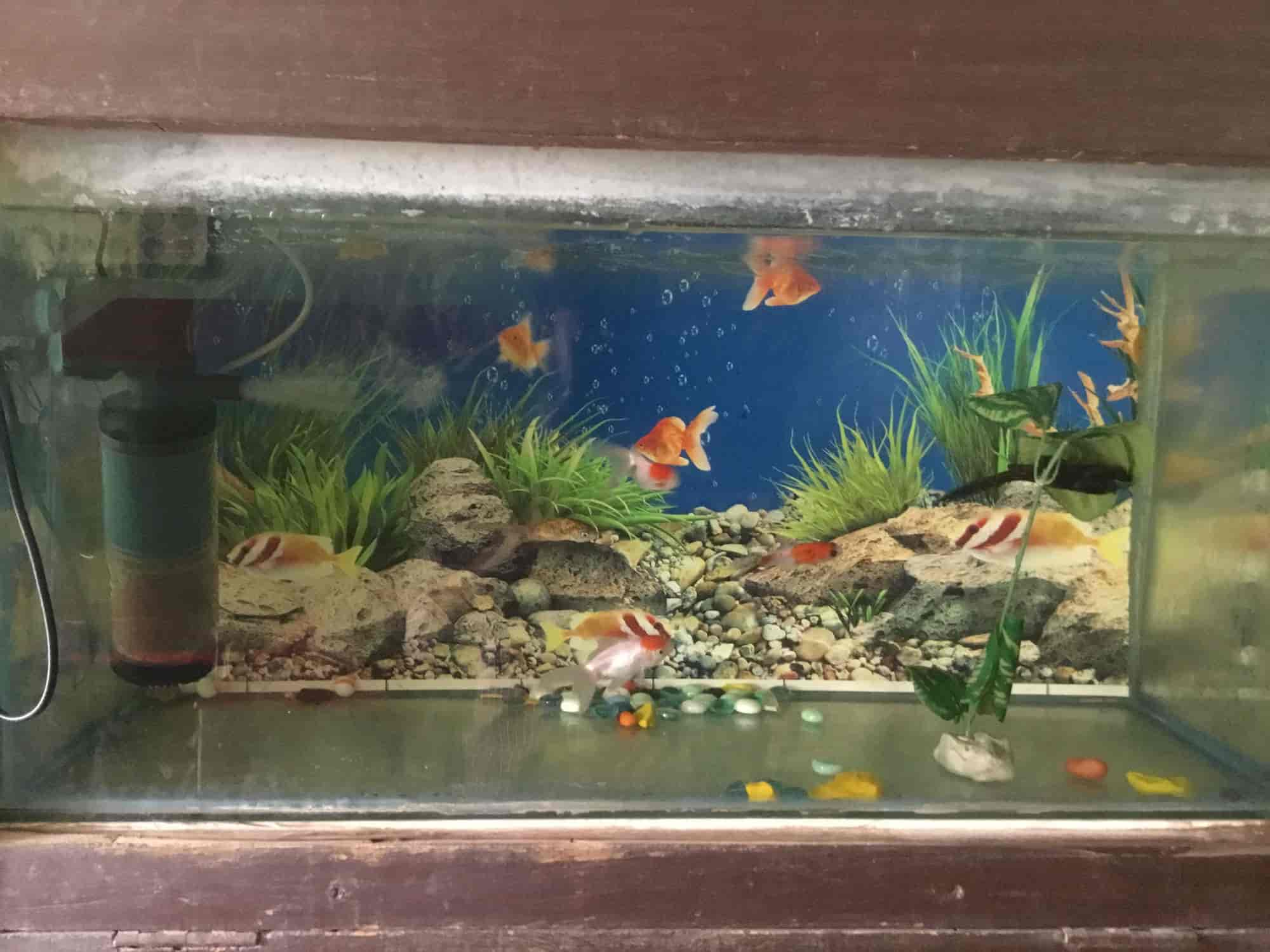 fish home aquarium pets shop photos south city 1 gurgaon pictures