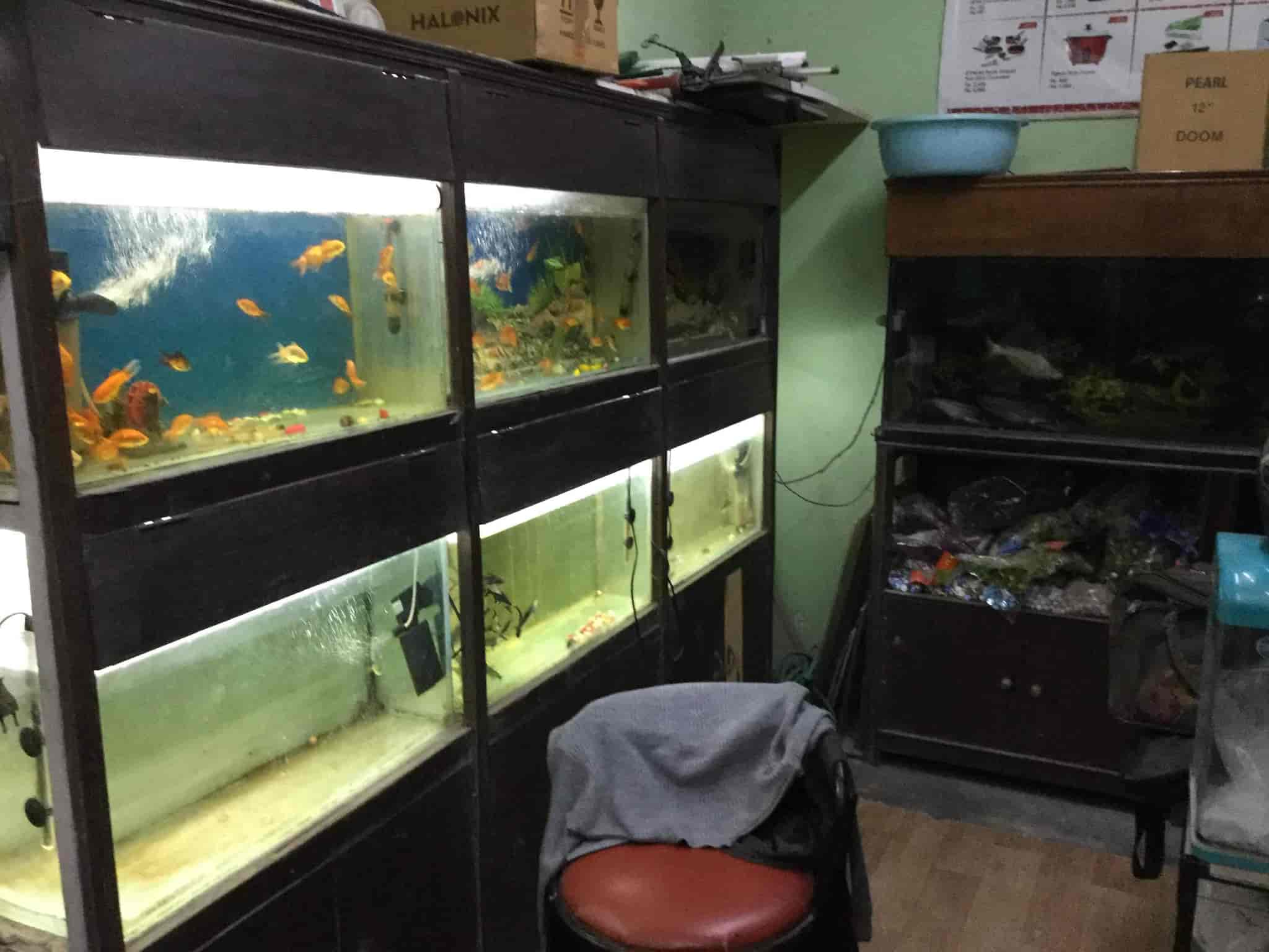 fish home aquarium pets shop photos south city 1 gurgaon pictures