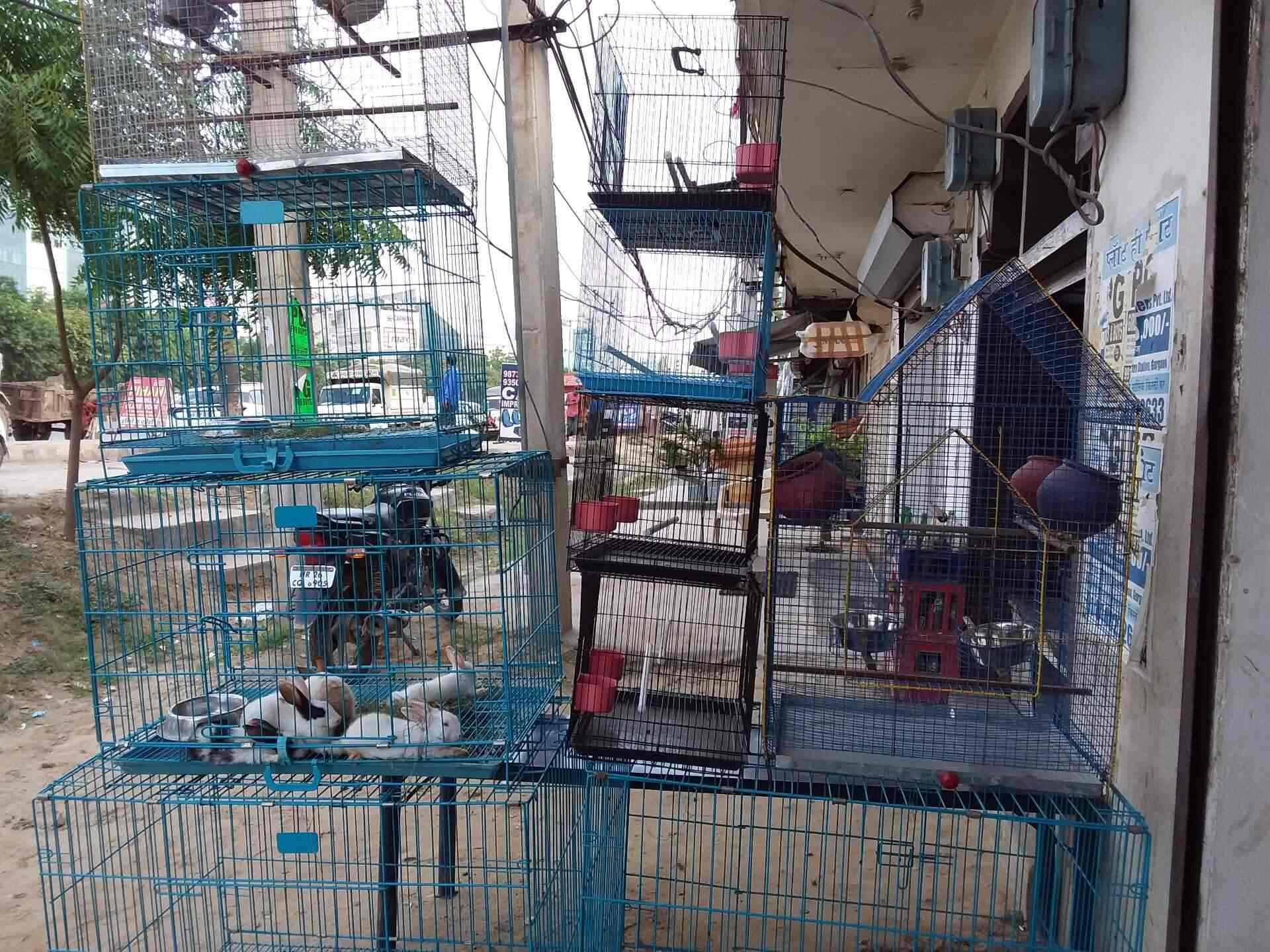 Pet Shop Bird Road