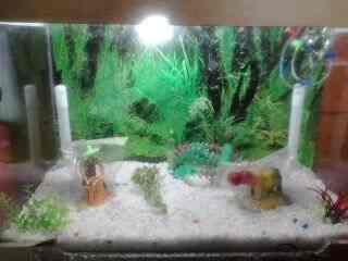 crystal aquarium pet shop