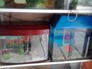 crystal aquarium pet shop