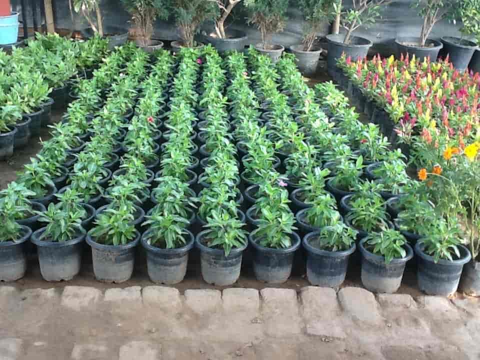 India Evergreen Nursery Photos Sikanderpur Ghosi Gurgaon Pictures India Evergreen Nursery Photos Sikanderpur Ghosi Gurgaon Pictures Images Gallery Justdial