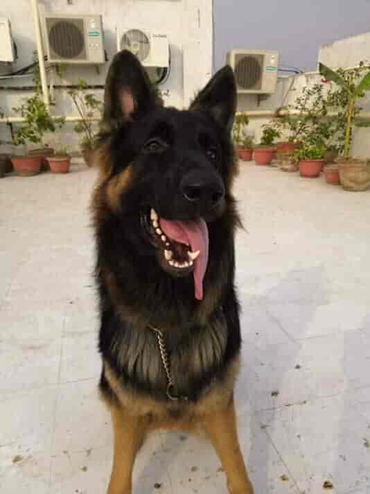 german shepherd dog price in ghy