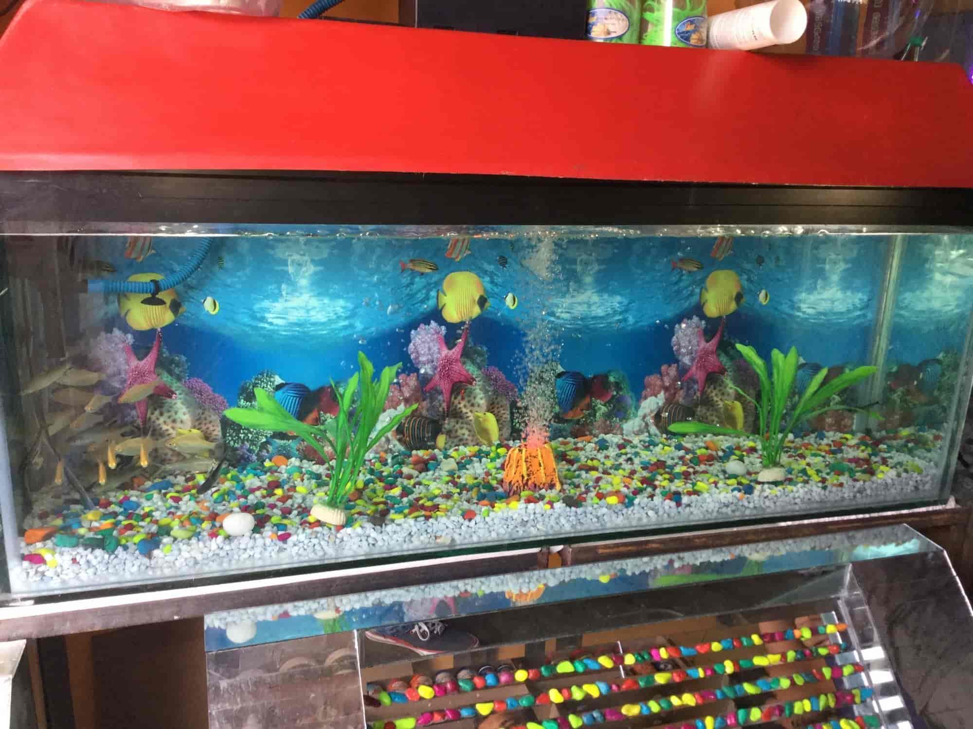 home fish aquarium photos thatipur gwalior pictures images