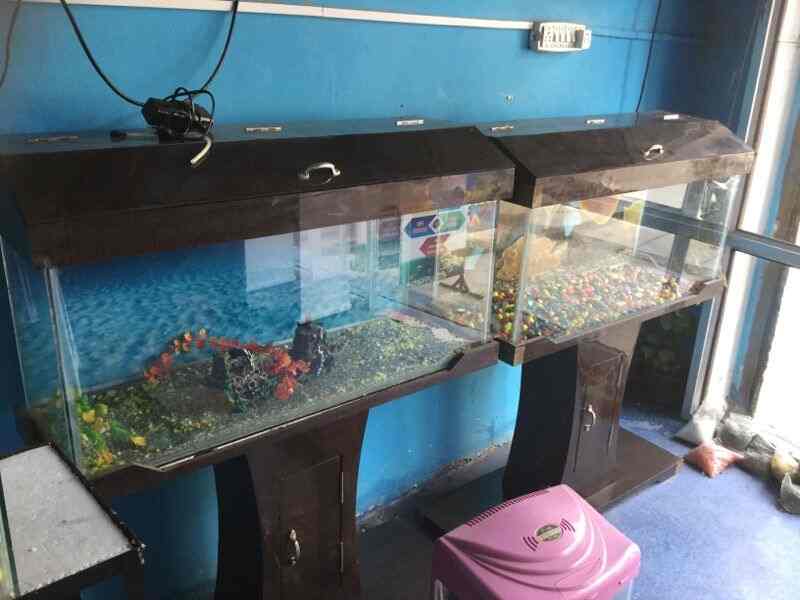 google fish aquarium closed