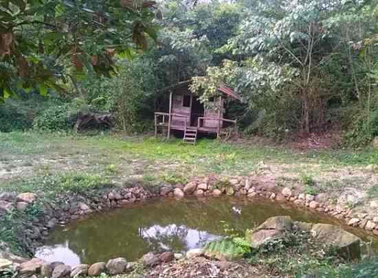 Hulivana Resort Sakleshpur Resorts In Hassan Justdial