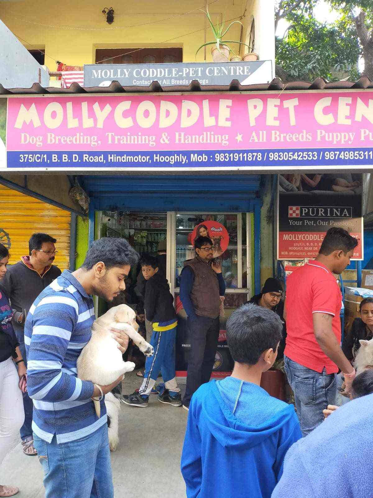 Molly Coddle Pet Shop Hindmotor Pet Shops In Hooghly Justdial