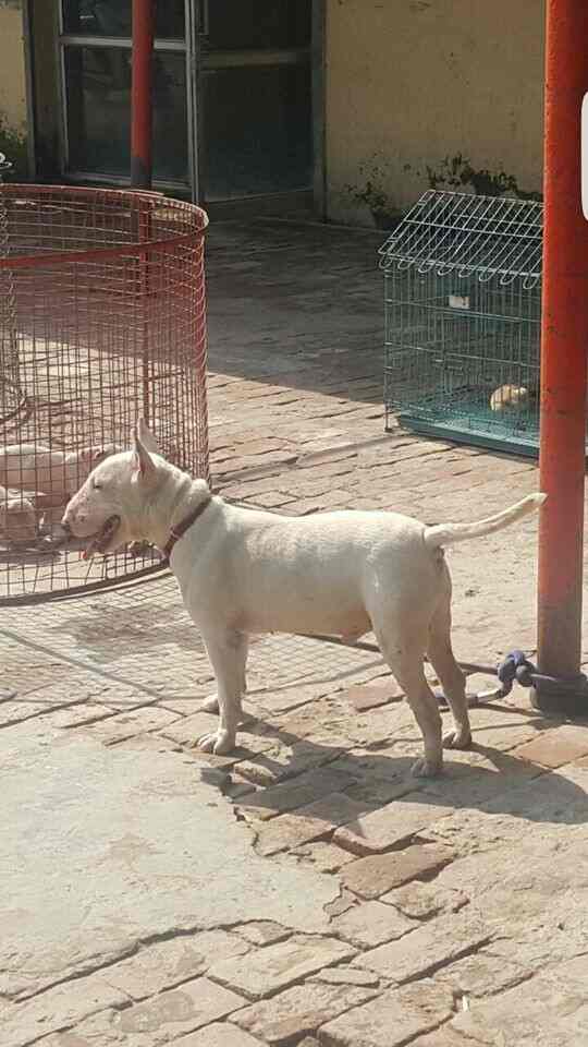sood dog farm