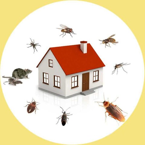 Xpert Pest Control Services Pvt Ltd, Gachibowli - Pest Control Services