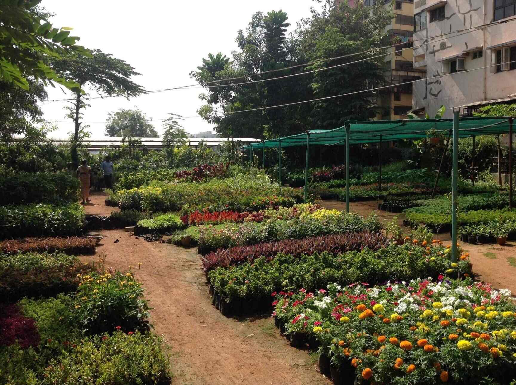 Sri Sairam Nursery Begumpet Plant Nurseries In Hyderabad Justdial Sri Sairam Nursery Begumpet Plant