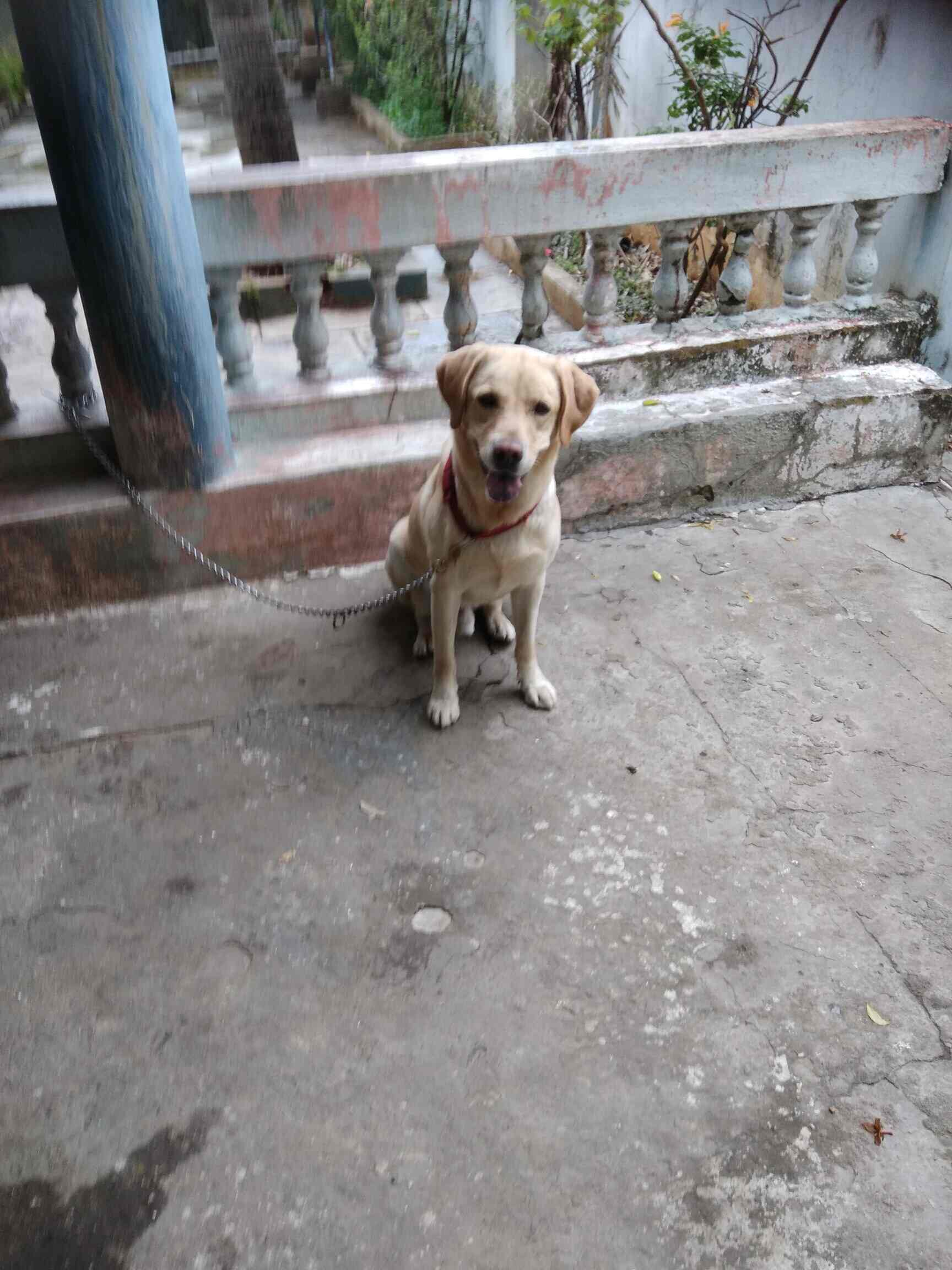 how often do you need to professionally groom a banjara hound