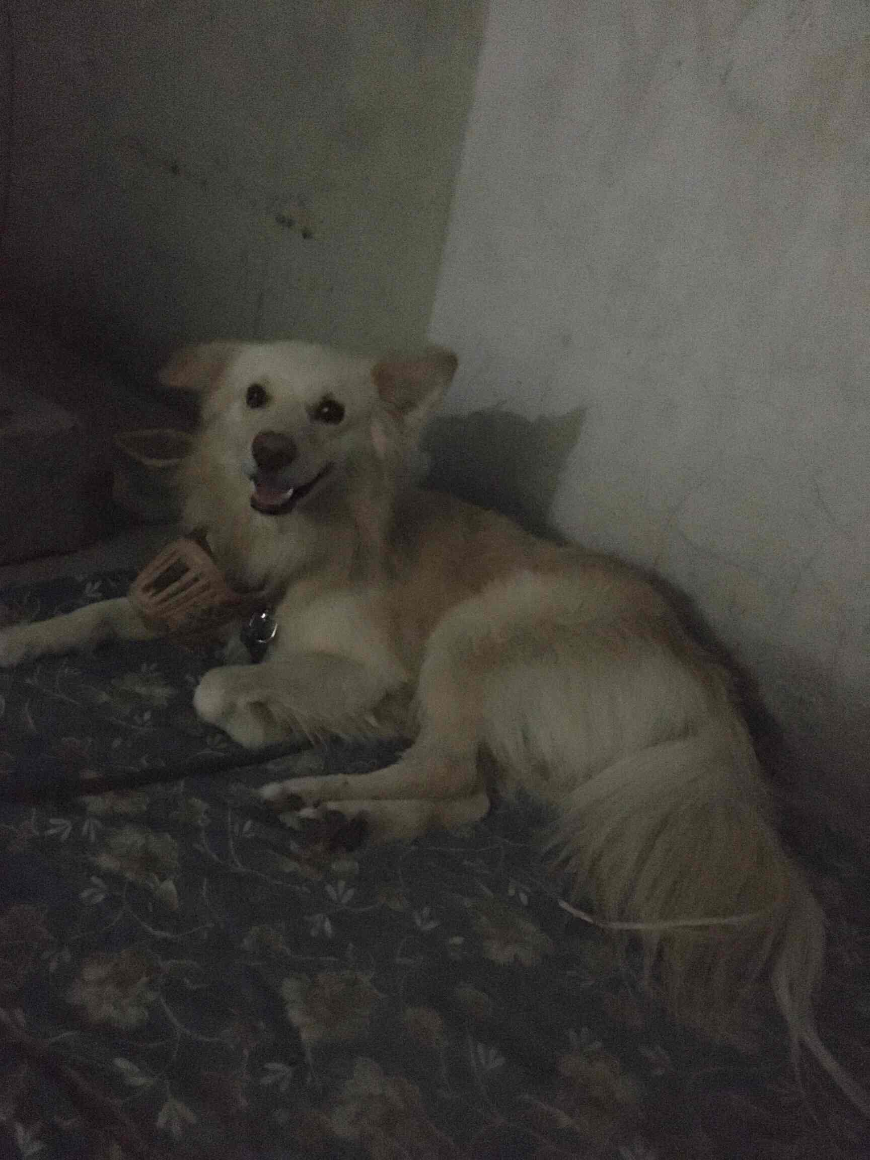 Blue Cross Of Hyderabad Jubilee Hills Animal Welfare Organisations In Hyderabad Justdial