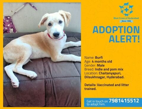 Blue Cross Of Hyderabad Jubilee Hills Animal Welfare Organisations In Hyderabad Justdial