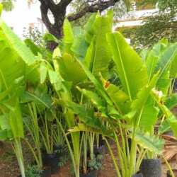 Brundavan Nursery Bandlaguda Plant Nurseries In Hyderabad Justdial Brundavan Nursery Bandlaguda Plant