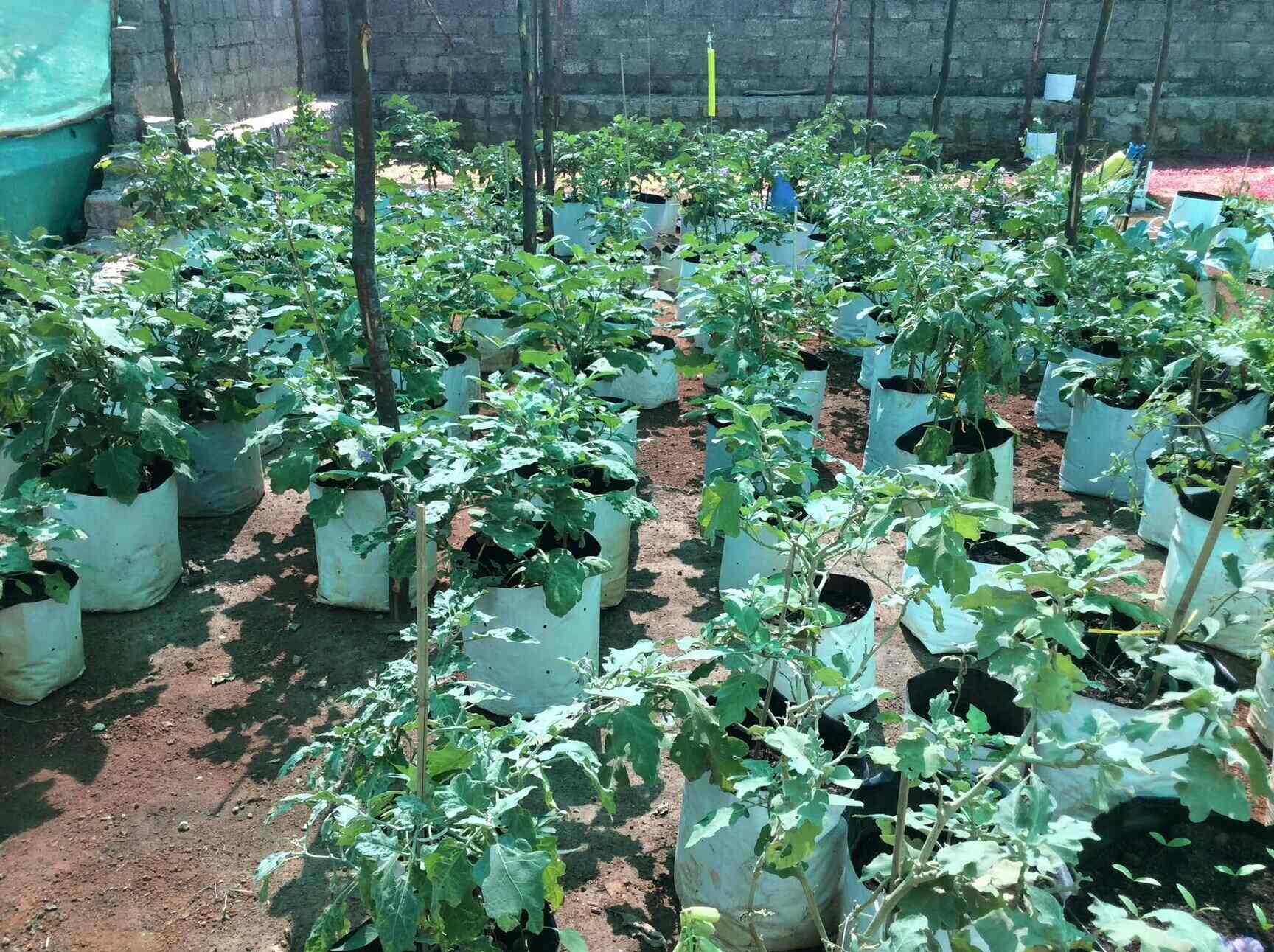 Urban Organics Terrace Gardening Kondapur Plant Nurseries In Urban Organics Terrace Gardening Kondapur Plant Nurseries In Hyderabad Justdial
