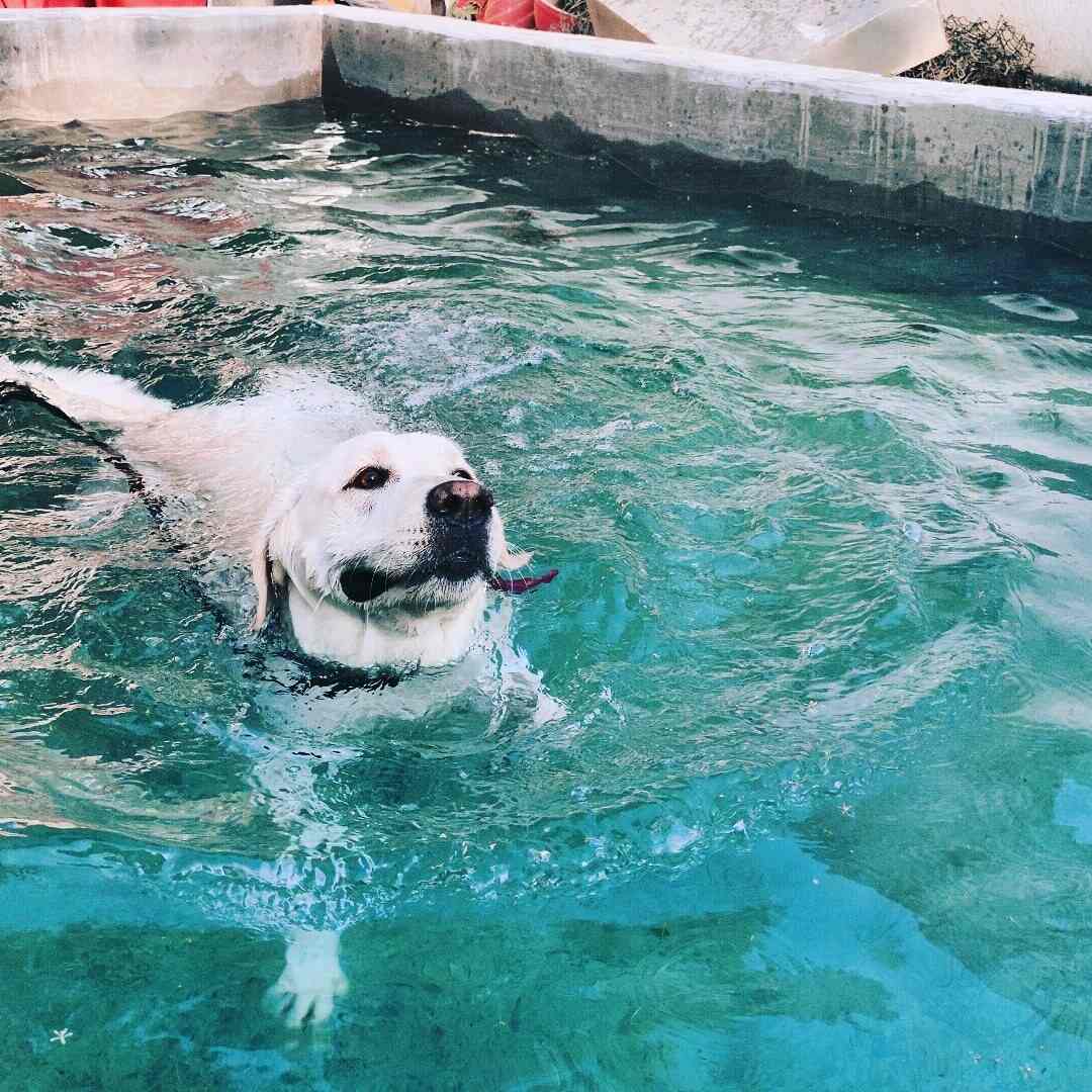 happy dogs kennel khanapur