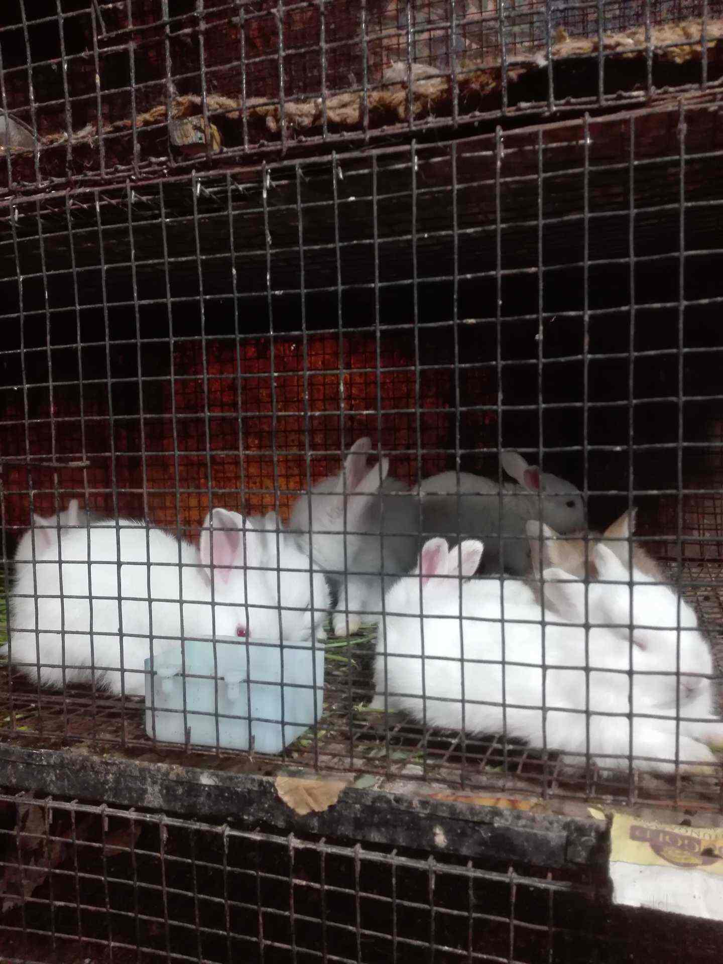 charminar pet market