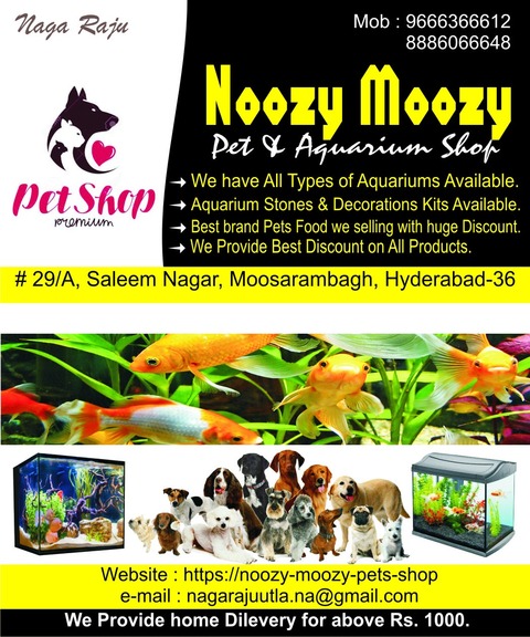 stones pet shop grooming