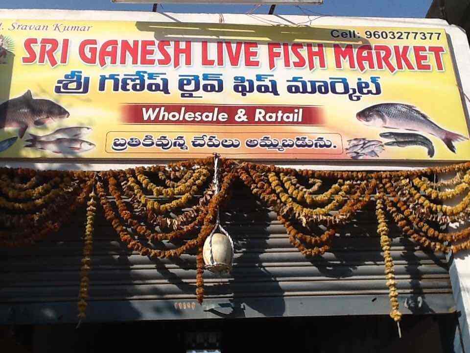 live fish suppliers near me