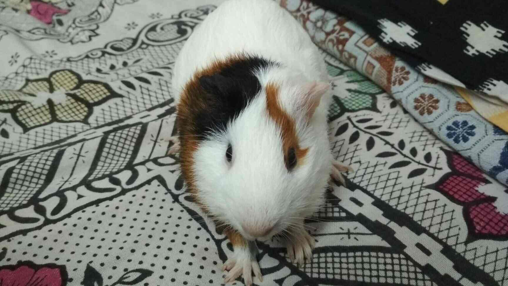 guinea pig shop near me