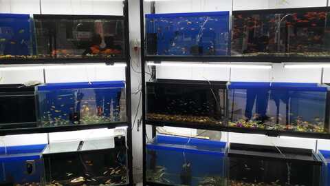 exotic aquariums