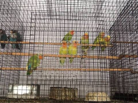 Murgi Chowk Hyderabad Map Abdul Rahman Birds And Pets Dealer, Murgi Chowk - Pet Shops In Hyderabad -  Justdial