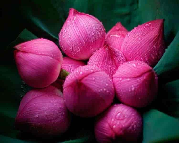 Lotus Flowers Hyderabad, Gudi Malkapur - Flower Decorators in Hyderabad -  Justdial