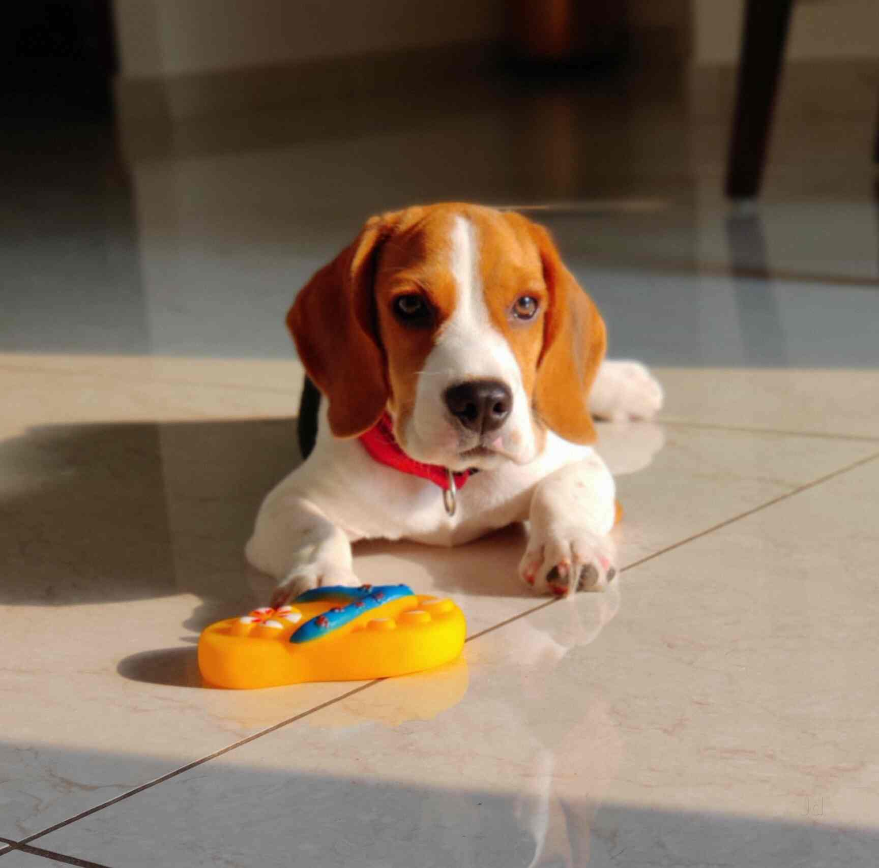 commando kennels dog training cost