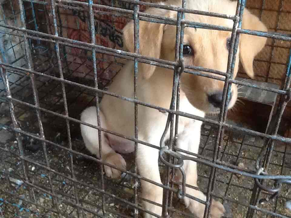 charminar pet market