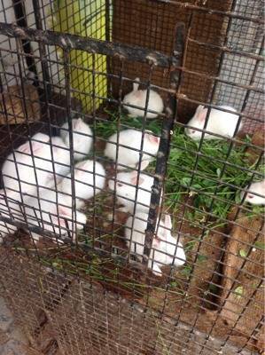 Murgi Chowk Hyderabad Map Khaiser And Sons Birds Merchant, Murgi Chowk - Pet Shops In Hyderabad -  Justdial