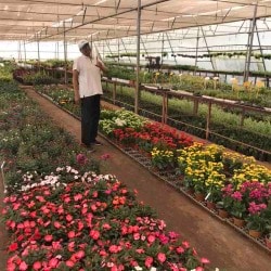 Green House Nursery Khandwa Road Tree Nurseries In Indore Green House Nursery Khandwa Road Tree Nurseries In Indore