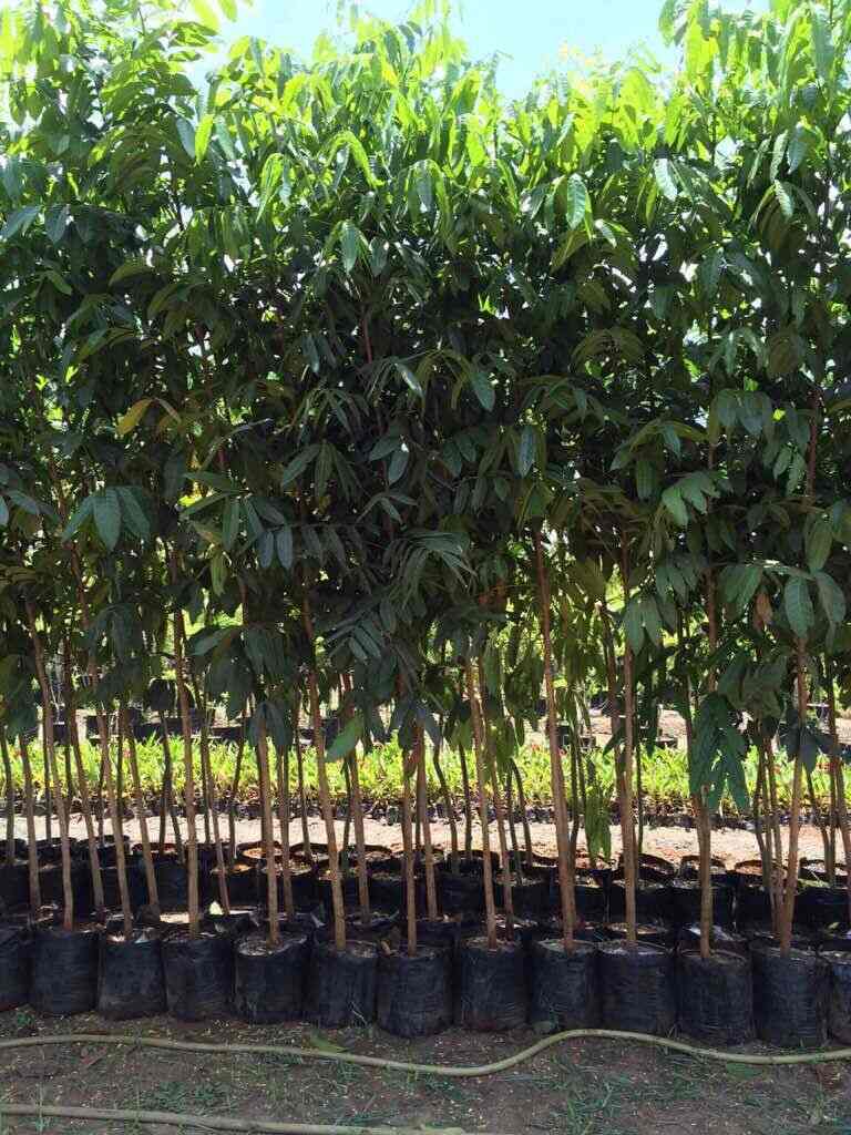 Green House Nursery Khandwa Road Plant Nurseries In Indore Justdial