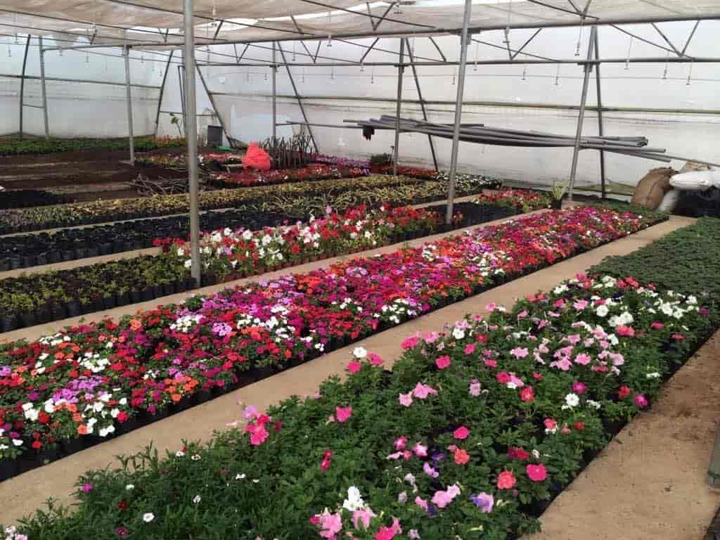 Green House Nursery Khandwa Road Tree Nurseries In Indore Green House Nursery Khandwa Road Tree Nurseries In Indore