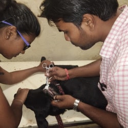 24 hrs pet clinic near me