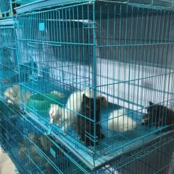 pet market shivaji nagar