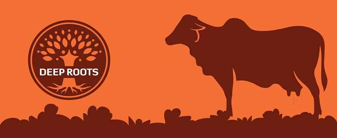 Deep Roots Gir Cow Milk Products Vijay Nagar Dairy Product Retailers In Indore Justdial We are a leading animal / crop production of cow dung cakes, gaumutra, gir cow milk, cow urine, cow dung ash and pure gir cow milk from indore, india. deep roots gir cow milk products