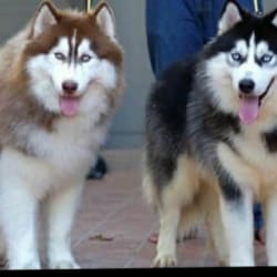 dog clinic in vijay nagar