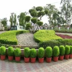 Ram Sharan Saini Garden Development Maintenance Vidhyadhar Nagar Plant Nurseries In Jaipur Justdial