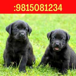 justdial dog shop