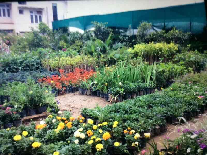 Evergreen Nursery Photos Jammu Pictures Images Gallery Justdial Evergreen Nursery Photos Jammu Plant Nurseries