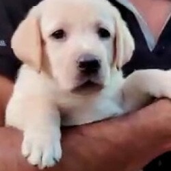 Doggies Junction Kadma Pet Shops In Jamshedpur Justdial